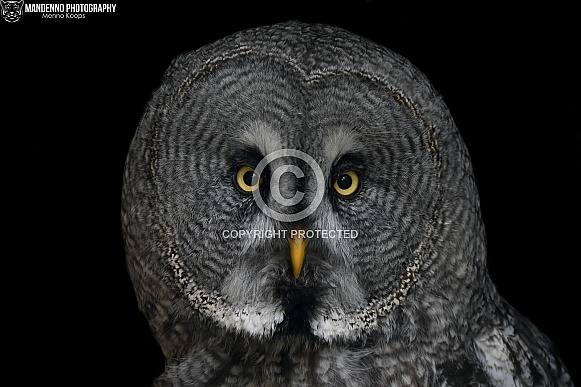 Great Grey Owl