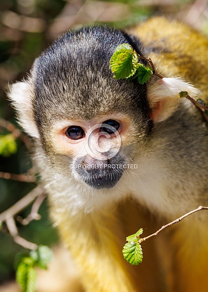 Squirrel monkey (Saimiri)