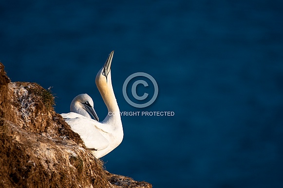 Gannet