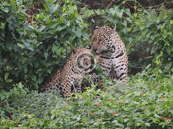 Jaguar and cub Jaguar and cub