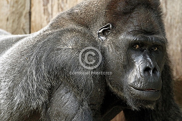 Western Lowland Gorilla