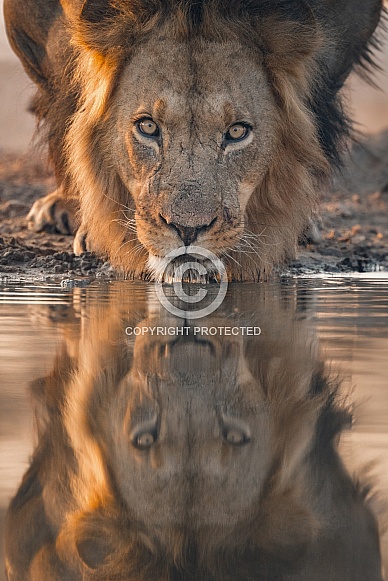 African Lion drinking