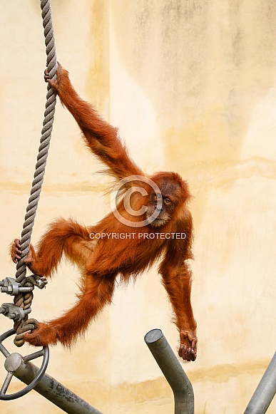 Sumatran Orangutan Sumatran Orangutan