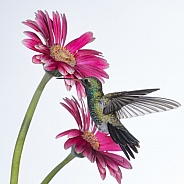 Broad-billed Hummingbird (wild male) & Gerber Daisy