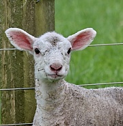 Newborn lamb