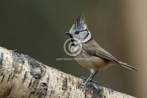 The crested tit or European crested tit (