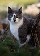 Grey and White Cat Portrait