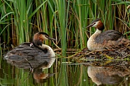 Great Crested Grebe with a young