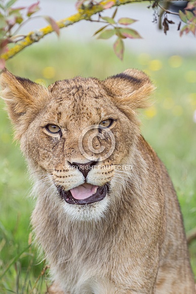 African Lion (young) African Lion (young)