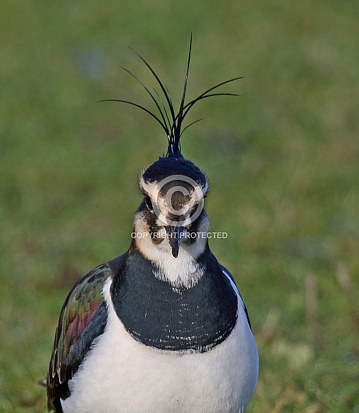 Lapwing