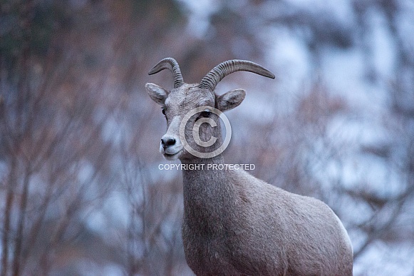 Desert Bighorn Sheep