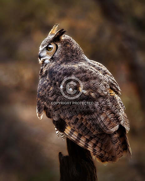 Great Horned Owl Profile on Branch