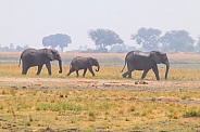 Distant herd of elephants
