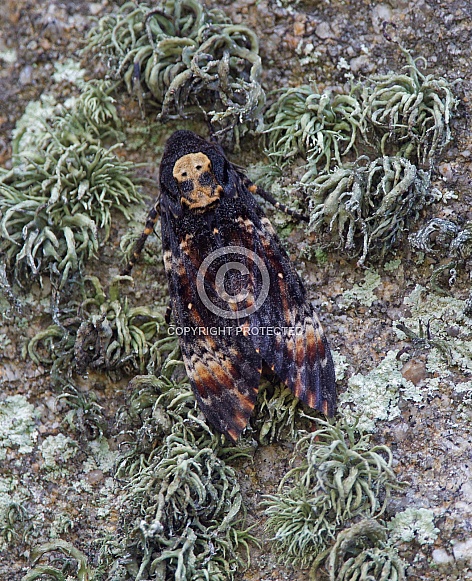 Deaths Head Hawkmoth
