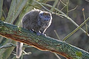 Lac Alaotra Bamboo Lemur
