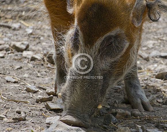 Red River Hog