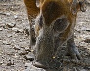 Red River Hog