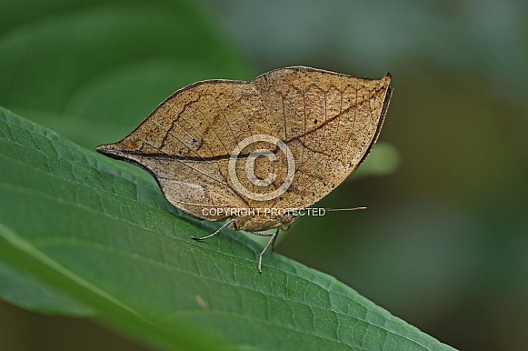 Indian Leafwing