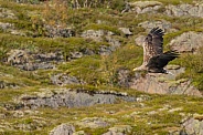 White tailed eagle or European Eagle