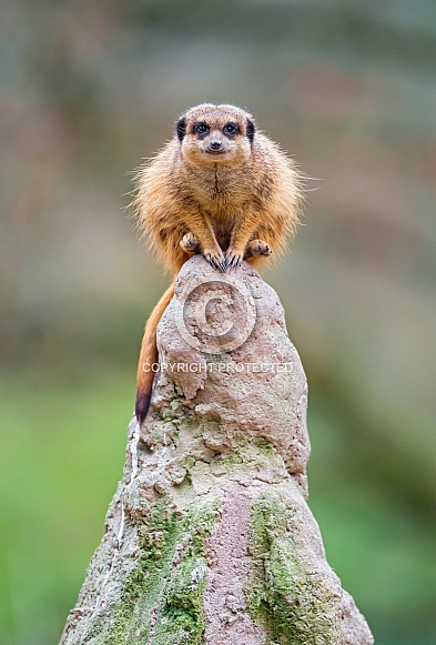 Meerkat Meerkat