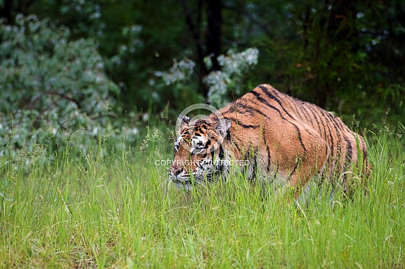 Amur Tiger