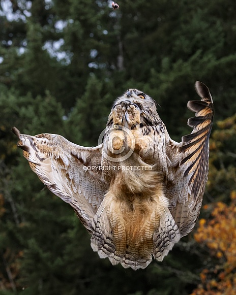 Eurasian Eagle Owl