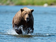 Brown Bear running after a fish