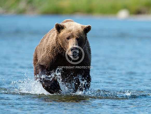 Brown Bear running after a fish