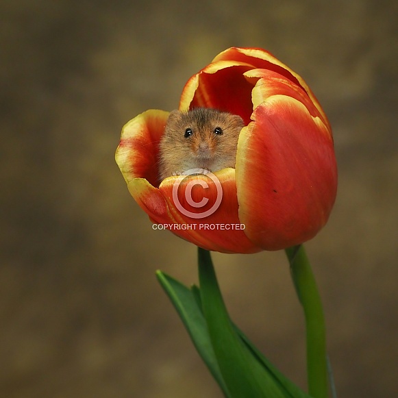 Harvest mouse