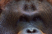 Ramon, Bornean Orangutan