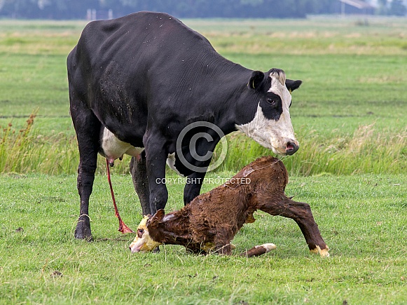 calf