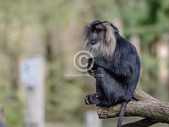 Lion-tailed Macaque