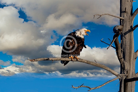 Eagle Perched over Madison River