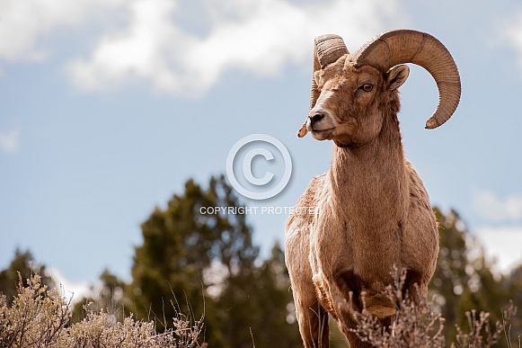 Big horn sheep (wild)