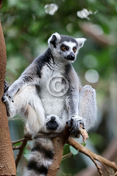 Ring Tailed Lemur (Lemur Catta) Ring Tailed Lemur (Lemur Catta)