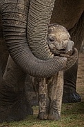 Elephant baby communicating with trunk