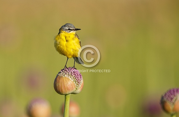 Yellow Wagtail bird Yellow Wagtail bird