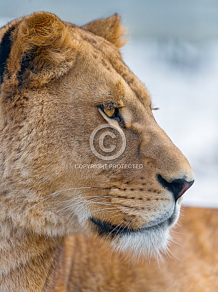 Lioness Portrait