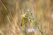 Orange Sulfur butterfly, Colias eurytheme