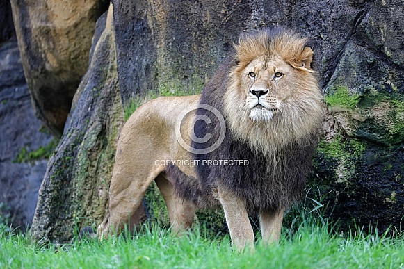 Lion (Panthera leo)