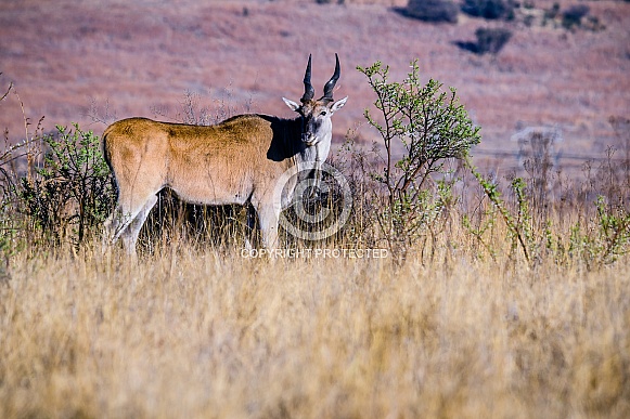 Eland Eland