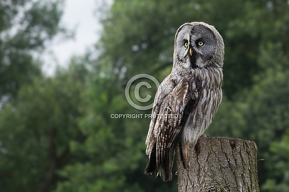 Great Grey Owl