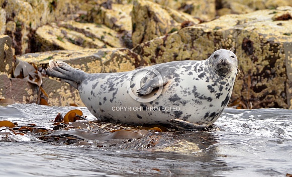 Grey Seal Grey Seal
