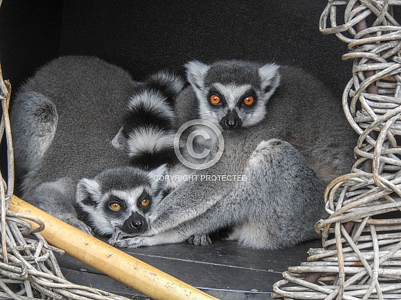 Lemur