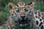 Amur Leopard cub