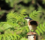 Burchells coucal.