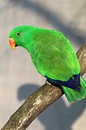 red-sided eclectus parrot (Eclectus roratus polychloros)