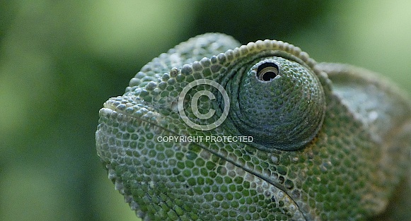 Chameleon