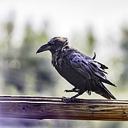 Common Raven in Alaska
