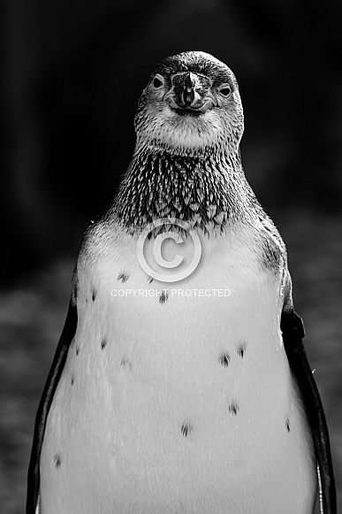 Humboldt Penguin Humboldt Penguin